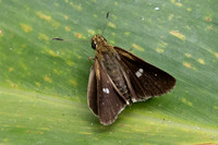 Scobura isota-2524