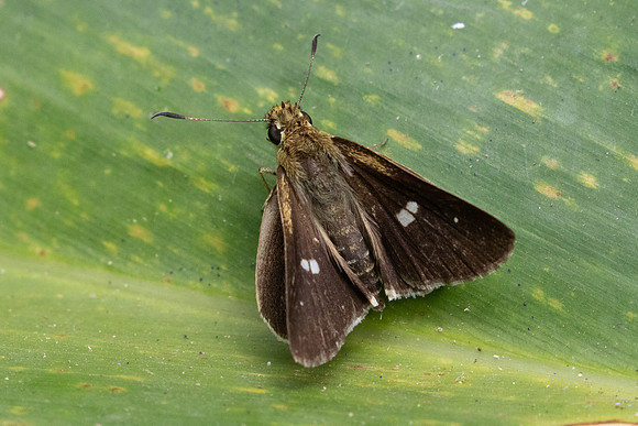 Scobura isota-2524