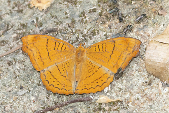 Pseudergolis wedah-5684