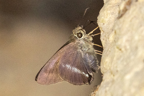 Hasora taminatus-6917- Doi-Suthep - 28/03/24