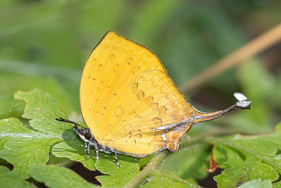 Yasoda tripunctata tripunctata-5467- Doi Suthep 1180m - 27/03/25