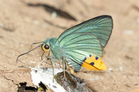 Choaspes benjaminii-1878 - Chiang Dao - 19/03/25
