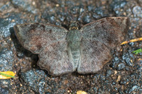 Antigonus erosus-5632