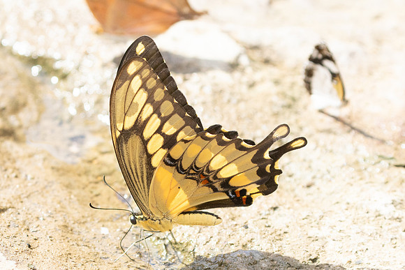 Heraclides thoas-3824 - Guane - 9/06/24