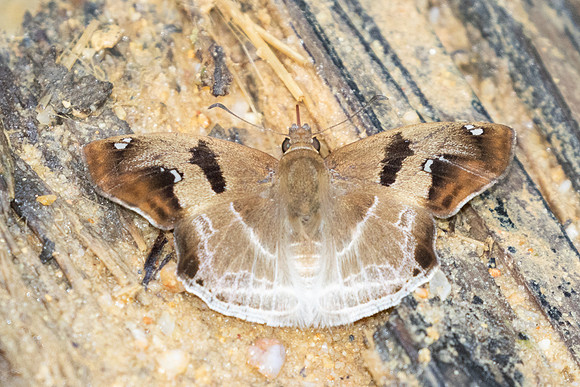 Odontoptilum angulata-9702 - - Gopeng, Malaisie, Sungai Geroh - 13/03/25