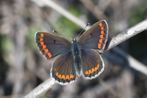 Aricia agestis-0786