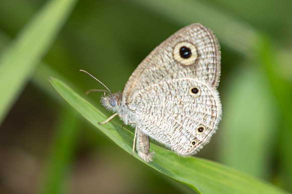 Ypthima pandocus-0864