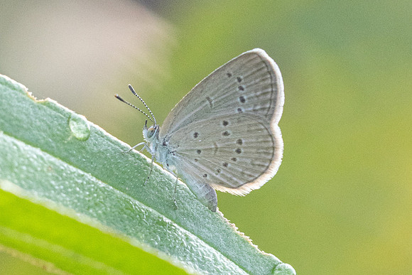Zizina otis-6685