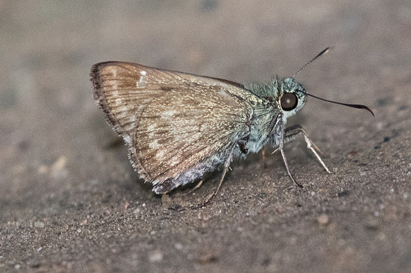 Halpe handa id--2352  - Chiang Dao - 15/11/23