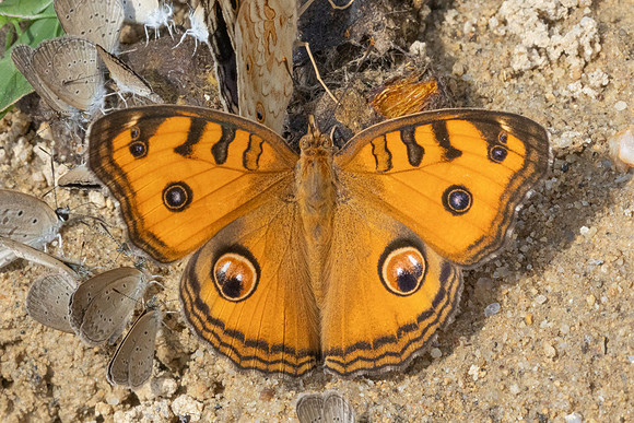 Junonia almana-9805 - Gopeng - 13/03/25