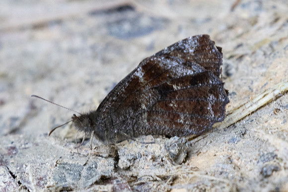 Panyapedaliodes drymaea-6860