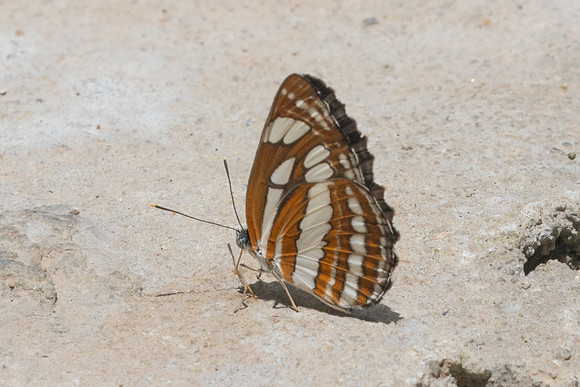 Neptis hylas-9273