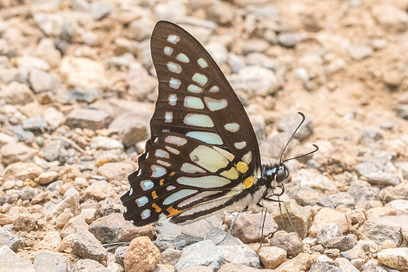 Graphium chironides chironides- 0950 - Chiang Dao  - 11/03/23