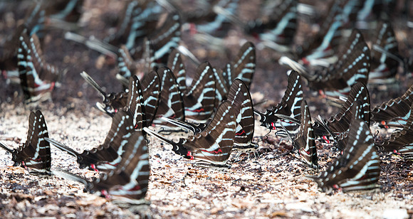 Protographium philolaus-2446