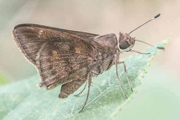 Cymaenes odilla-6022
