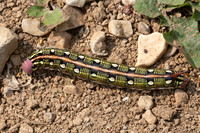 Hyles euphorbiae-9531