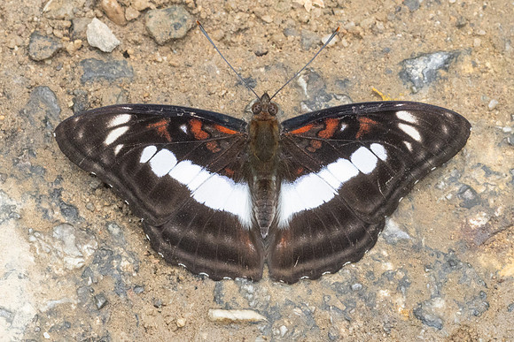 Athyma selenophora bahula-0751