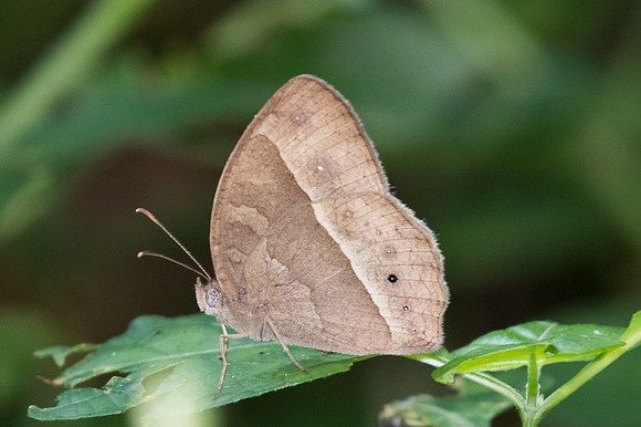 Mycalesis sp-0954 - Doi Suthep - 18/11/23