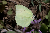 Gonepteryx farinosa -1113 Alexandroupoli