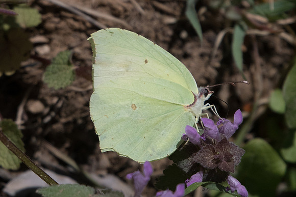 Gonepteryx farinosa -1113 Alexandroupoli