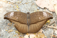 Cynitia cocytus-7023 - Doi-Suthep - 28/03/24