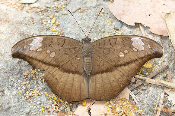 Cynitia cocytus-7023 - Doi-Suthep - 28/03/24
