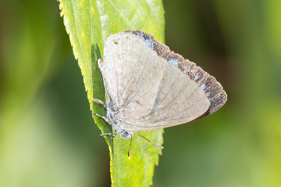 Poritia erycinoides id --5128