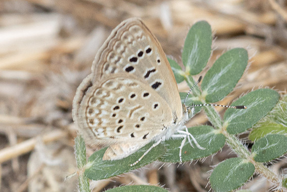 Zizeeria karsandra-1183 Antalya, Pergé - 18/09/24