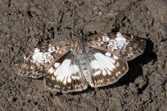 Chiomara asychis-4518