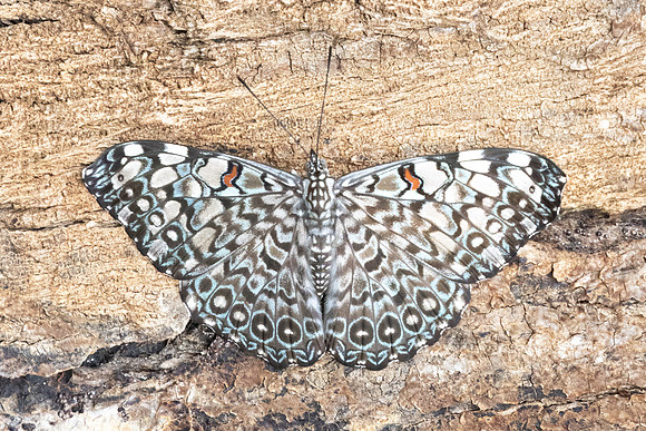 Hamadryas feronia-2101