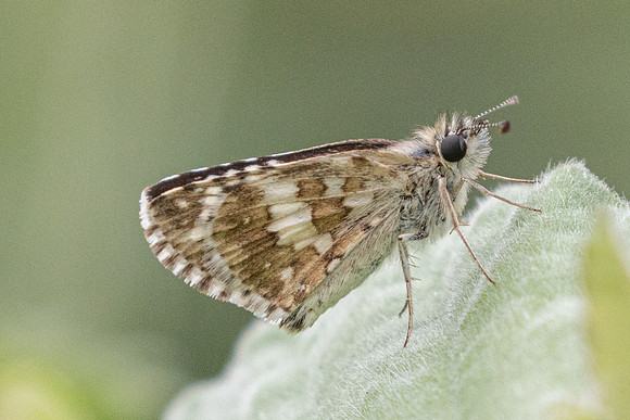 Burnsius adepta-0537