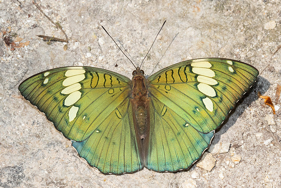 Euthalia patala-3862- Doi Inthanon - 23/03/25