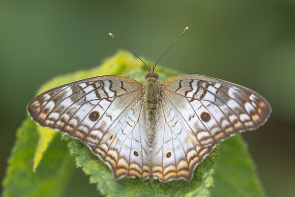 Anartia jatrophae-0781 - Barichara 7/06/24