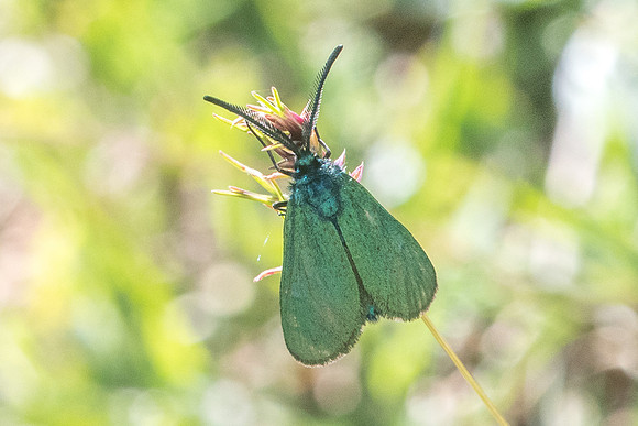 Jordanita sp-7843 - Cipieres - 17/05/21