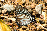 Hestina persimilis-1699 - Chiang Dao - 18/03/25