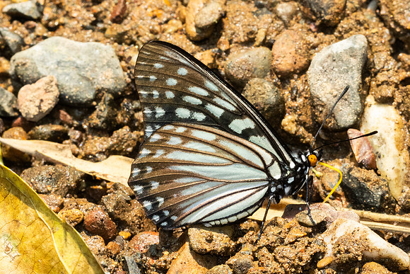 Hestina persimilis-1699 - Chiang Dao - 18/03/25