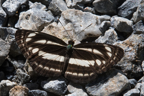 Neptis clinia-8466 - Chiang Dao - 14/11/23