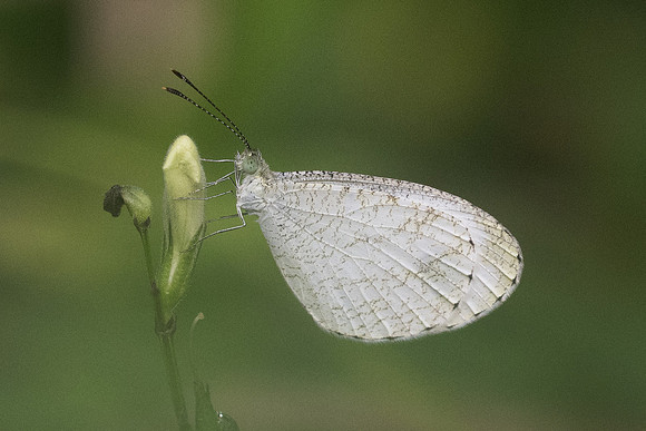 Leptosia nina-3069 - Koh Samui - 20/03/23