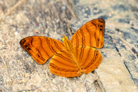 Chersonesia rahria-9697  -Gopeng, Sungai Geroh - 13/03/25