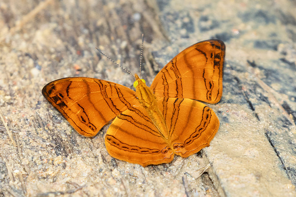 Chersonesia rahria-9697  -Gopeng, Sungai Geroh - 13/03/25