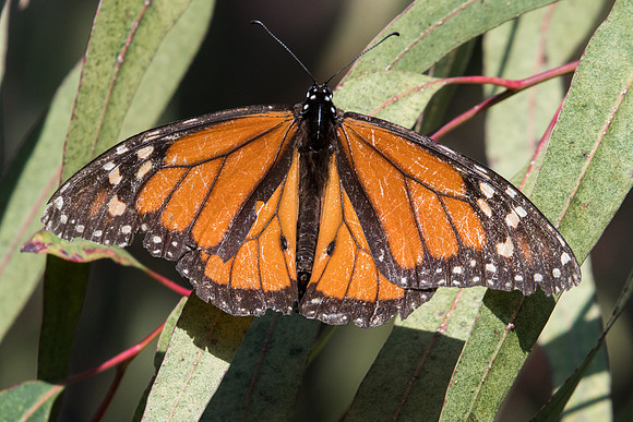 Danaus plexippus-8624