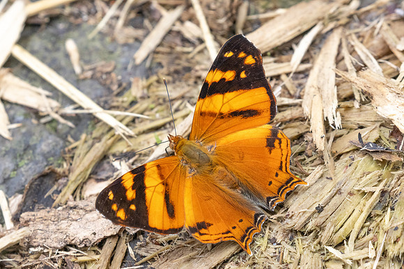 Hypanartia lethe-5377