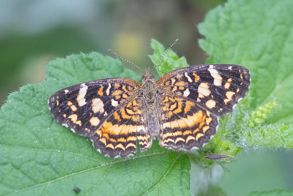 Anthanassa hermas-2454 - Barichara -9/06/24
