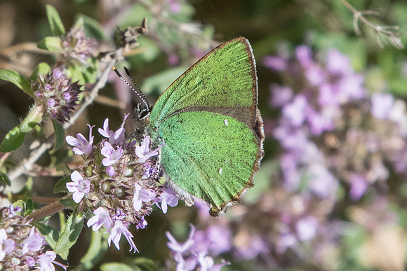Callophrys rubi-8367