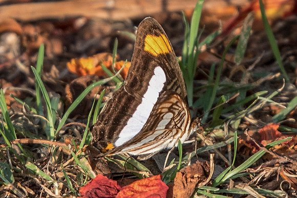 Adelpha iphicleola-5195