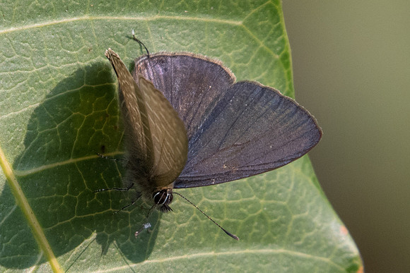 Nacaduba berenice-2555- Doi-Suthep - 8/03/23