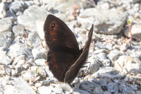 Erebia meolans-1665
