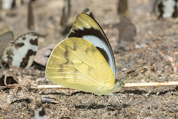 Appias pandione lalagela-5196 -  Doi Inthanon - 26/03/25