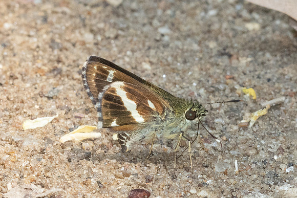 Sebastonyma pudens-6435