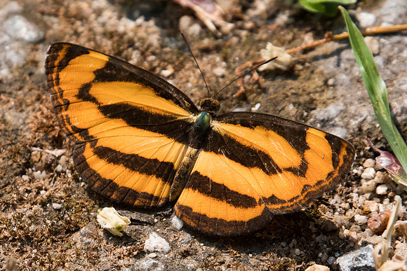 Pantoporia hordonia hordonia-5252 - Doi Suthep - 9/03/23
